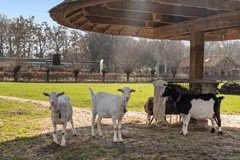 Vreeswijkstraat 417_38.jpg